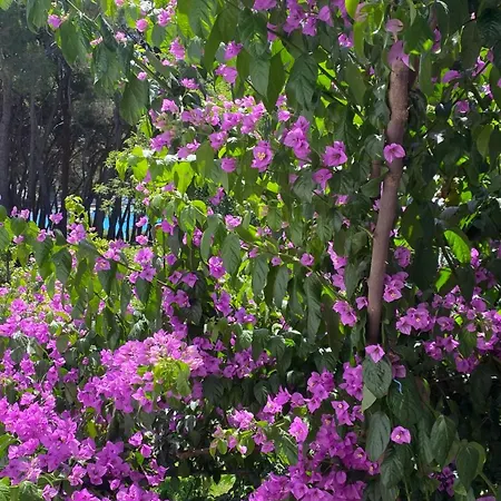 Appartement Summer Sea View Near *